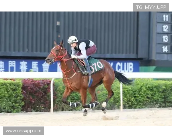 新葡的京集靠谱吗：全面分析平台的信誉与安全性