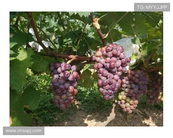 新葡萄娱乐城线上官方入口官方平台保障玩家资金安全与隐私保护